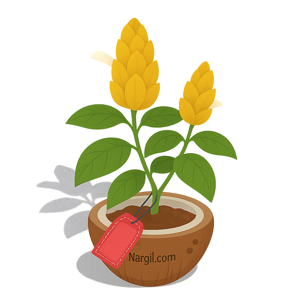  Nargil - lolipop plant